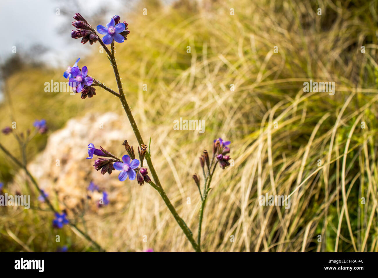 Wunderschöne pflanze Blume in lila Farbe Blüte Schönheit Makro Blume Farbe Blau Natur Stockfoto