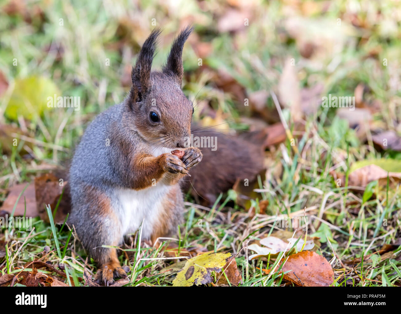 Red flauschige Eichhörnchen sitzt auf trockenem Gras mit der gefallenen Essen und Essen Mutter Stockfoto
