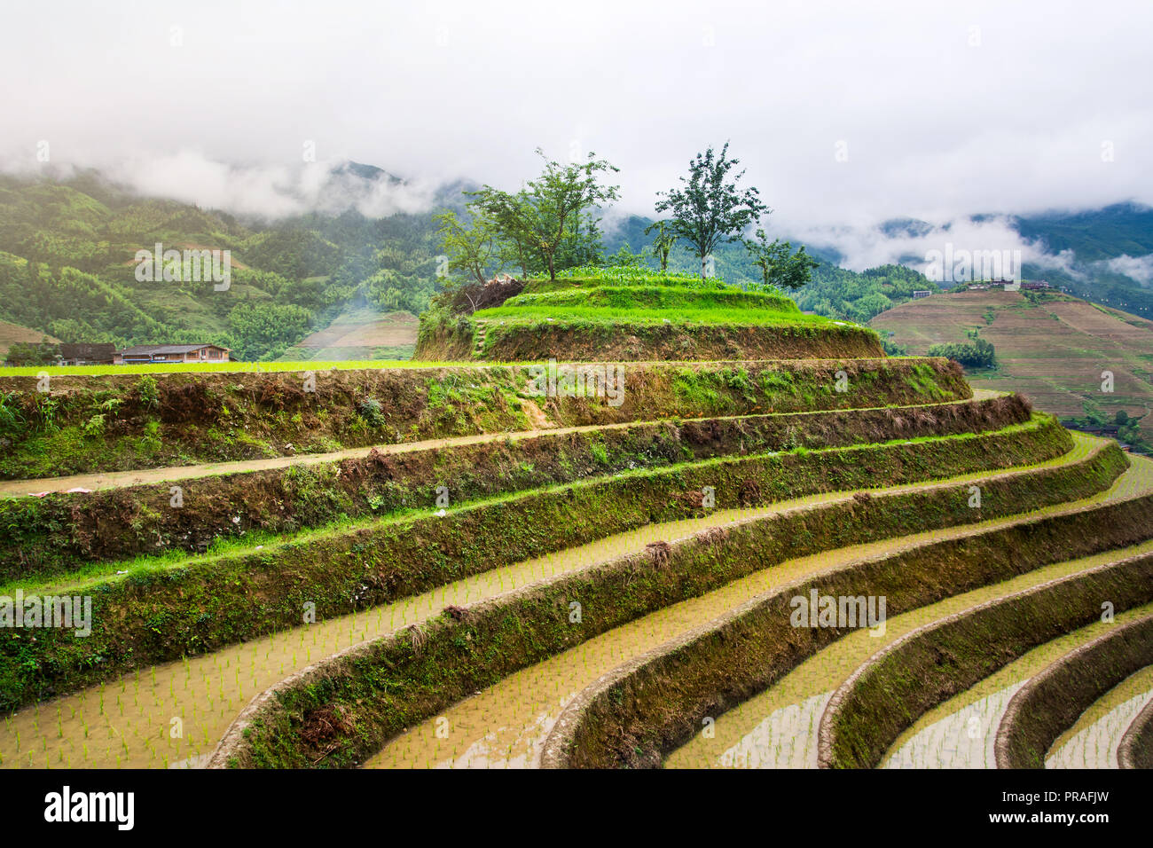 Asiatische Reis terrasse Landschaft in China an einem bewölkten Tag Stockfoto