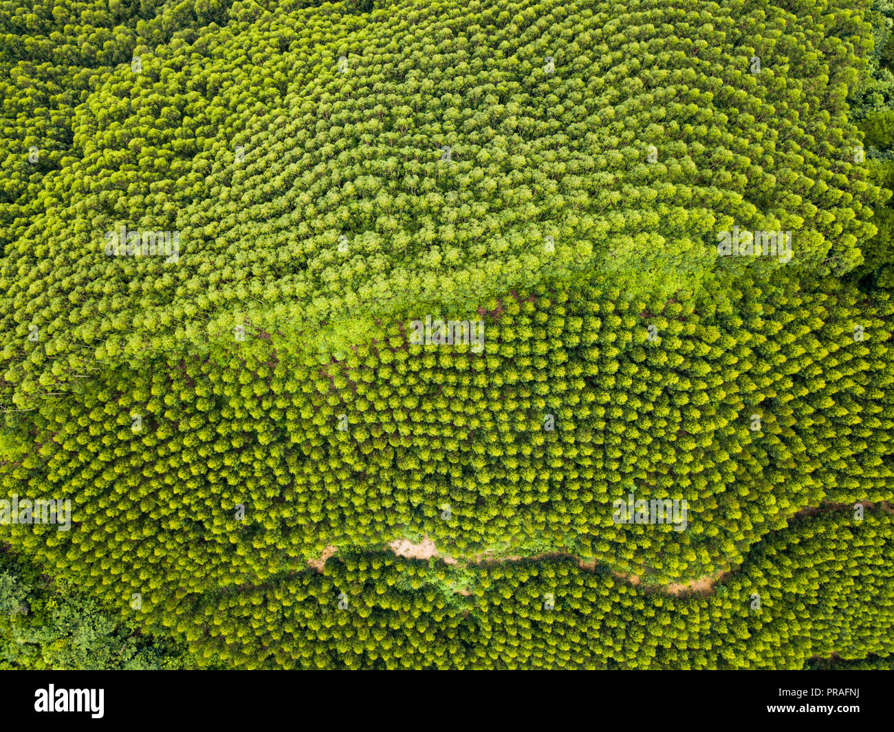 Luftbild des schnell wachsenden transgenen Eukalyptus Wald in China Stockfoto
