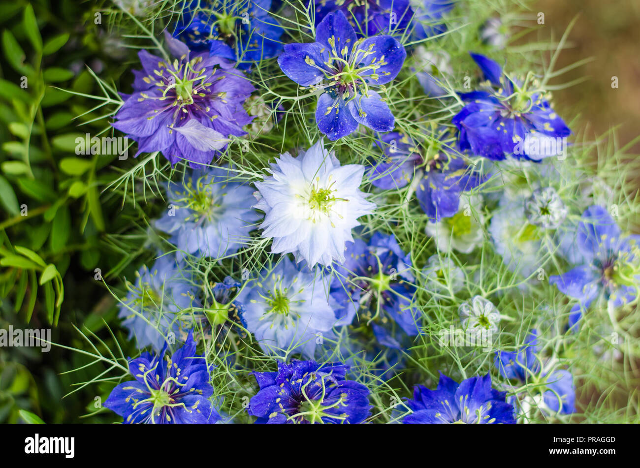 Gruppe der schöne blaue Kornblume Blumen wie floral background Stockfoto