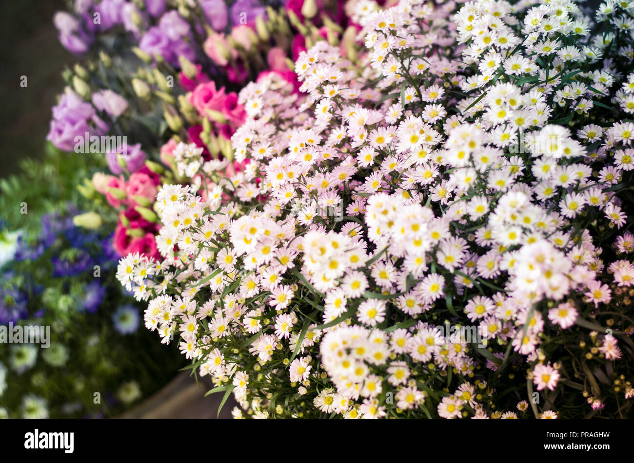 Gruppe von weißen Blüten wie floral background Stockfoto