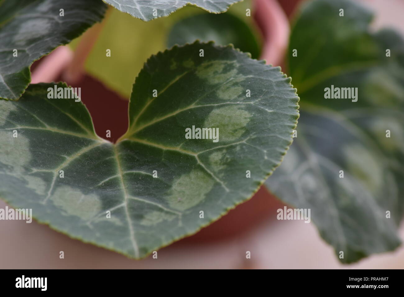 Closeup geschossen von einem Indoor Anlage mit interessanten Lamellenmuster Stockfoto