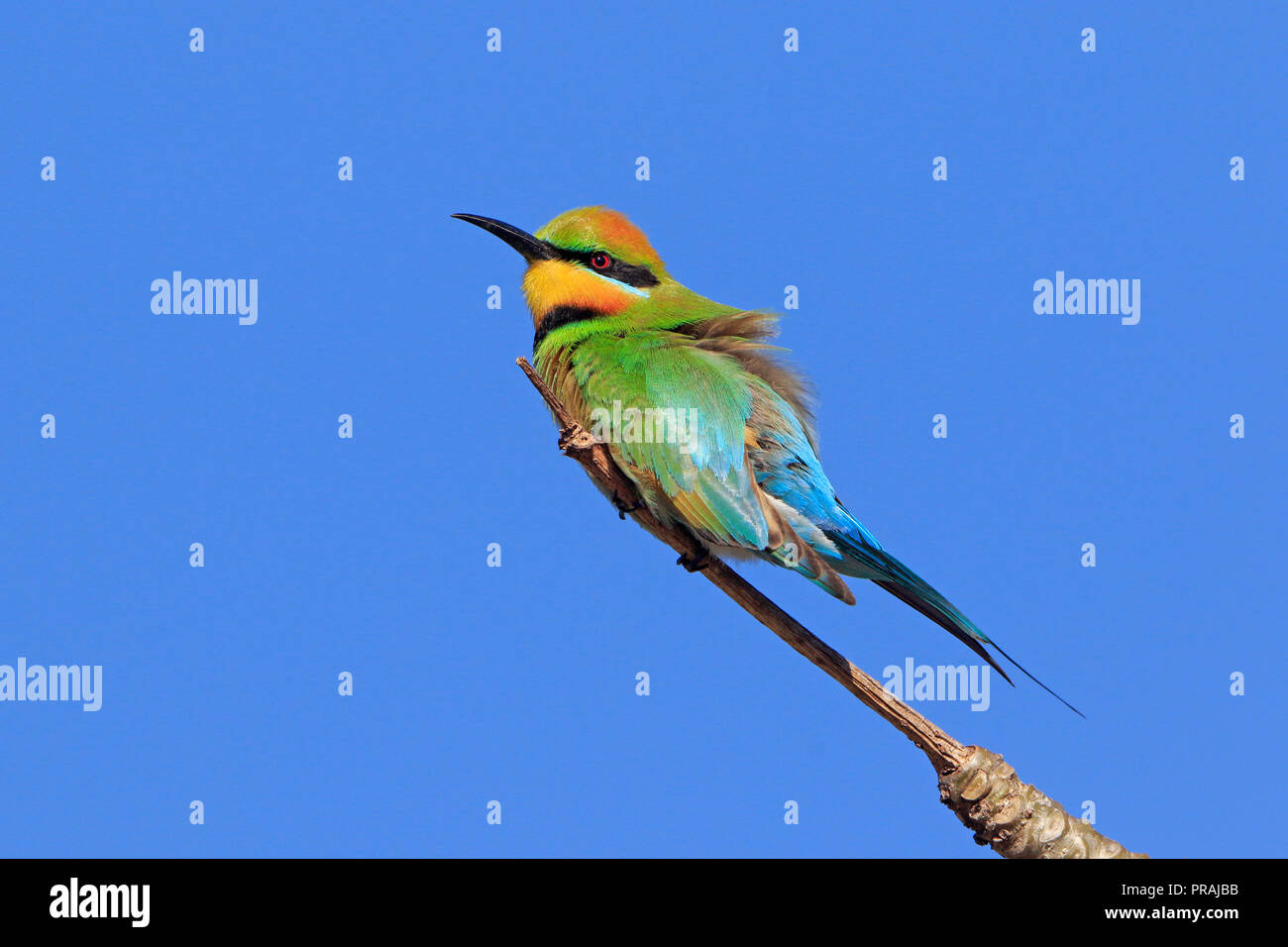 Männliche Rainbow Bienenfresser in Cairns Far North Queensland Australien Stockfoto
