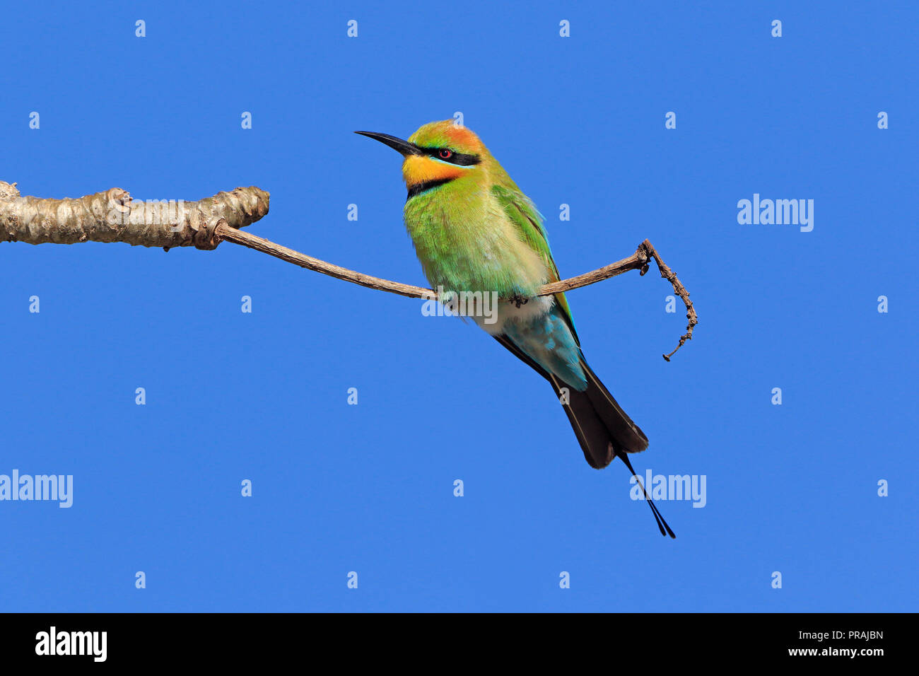 Männliche Rainbow Bienenfresser in Cairns Far North Queensland Australien Stockfoto
