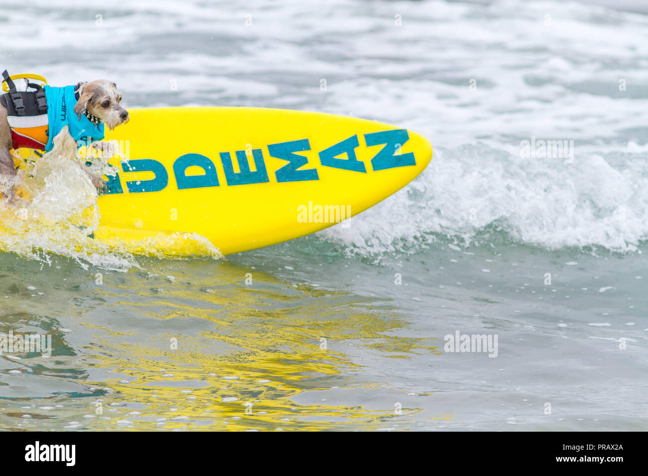 Hunnington Beach, CA, USA. 29 Sep, 2018. Surfcity Surfdog Wettbewerb. Die McKenna Subaru Surf City Surf Hunde", der weltbekannten Premier Event auf dem Hund surfen Stromkreis wird jährlich Ende September in Surf City USA statt. Die Veranstaltung bringt die Gemeinschaft, Surfer, Hundeliebhaber, Familien und Haustiere für einen Tag voller Spaß und Fundraising an einem der unberührtesten Strände Südkaliforniens - Huntington Hund Strand! . Hier gesehen: Hund Prinz Dudeman Credit: Daren Fentiman/ZUMA Draht/Alamy leben Nachrichten Stockfoto