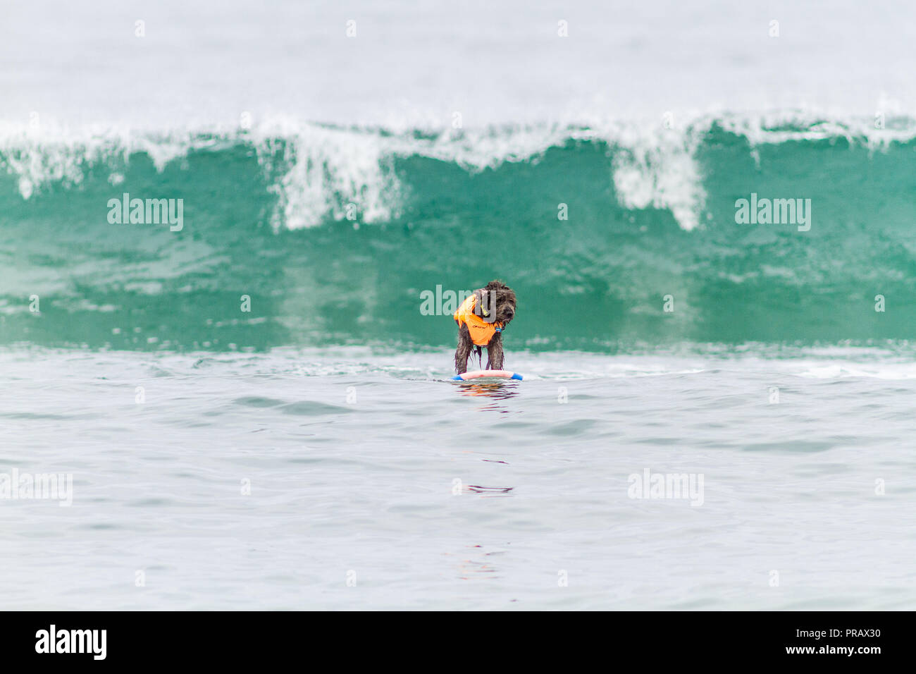 Hunnington Beach, CA, USA. 29 Sep, 2018. Surfcity Surfdog Wettbewerb. Die McKenna Subaru Surf City Surf Hunde", der weltbekannten Premier Event auf dem Hund surfen Stromkreis wird jährlich Ende September in Surf City USA statt. Die Veranstaltung bringt die Gemeinschaft, Surfer, Hundeliebhaber, Familien und Haustiere für einen Tag voller Spaß und Fundraising an einem der unberührtesten Strände Südkaliforniens - Huntington Hundestrand!. Hier gesehen: Brody die surfdog. Credit: Daren Fentiman/ZUMA Draht/Alamy leben Nachrichten Stockfoto