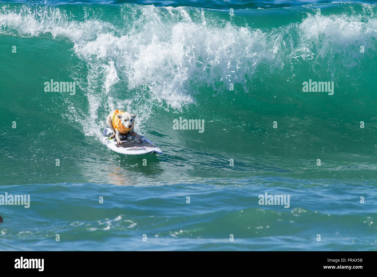 Hunnington Beach, CA, USA. 29 Sep, 2018. Surfcity Surfdog Wettbewerb. Die McKenna Subaru Surf City Surf Hunde", der weltbekannten Premier Event auf dem Hund surfen Stromkreis wird jährlich Ende September in Surf City USA statt. Die Veranstaltung bringt die Gemeinschaft, Surfer, Hundeliebhaber, Familien und Haustiere für einen Tag voller Spaß und Fundraising an einem der unberührtesten Strände Südkaliforniens - Huntington Hund Strand! . Hier gesehen: Zucker Die surfdog. Credit: Daren Fentiman/ZUMA Draht/Alamy leben Nachrichten Stockfoto