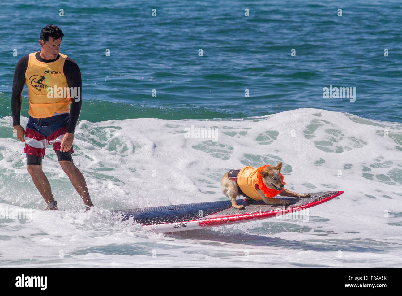 Hunnington Beach, CA, USA. 29 Sep, 2018. Surfcity Surfdog Wettbewerb. Die McKenna Subaru Surf City Surf Hunde", der weltbekannten Premier Event auf dem Hund surfen Stromkreis wird jährlich Ende September in Surf City USA statt. Die Veranstaltung bringt die Gemeinschaft, Surfer, Hundeliebhaber, Familien und Haustiere für einen Tag voller Spaß und Fundraising an einem der unberührtesten Strände Südkaliforniens - Huntington Hund Strand! Hier gesehen: Homer und Skyler die surfdog. Credit: Daren Fentiman/ZUMA Draht/Alamy leben Nachrichten Stockfoto