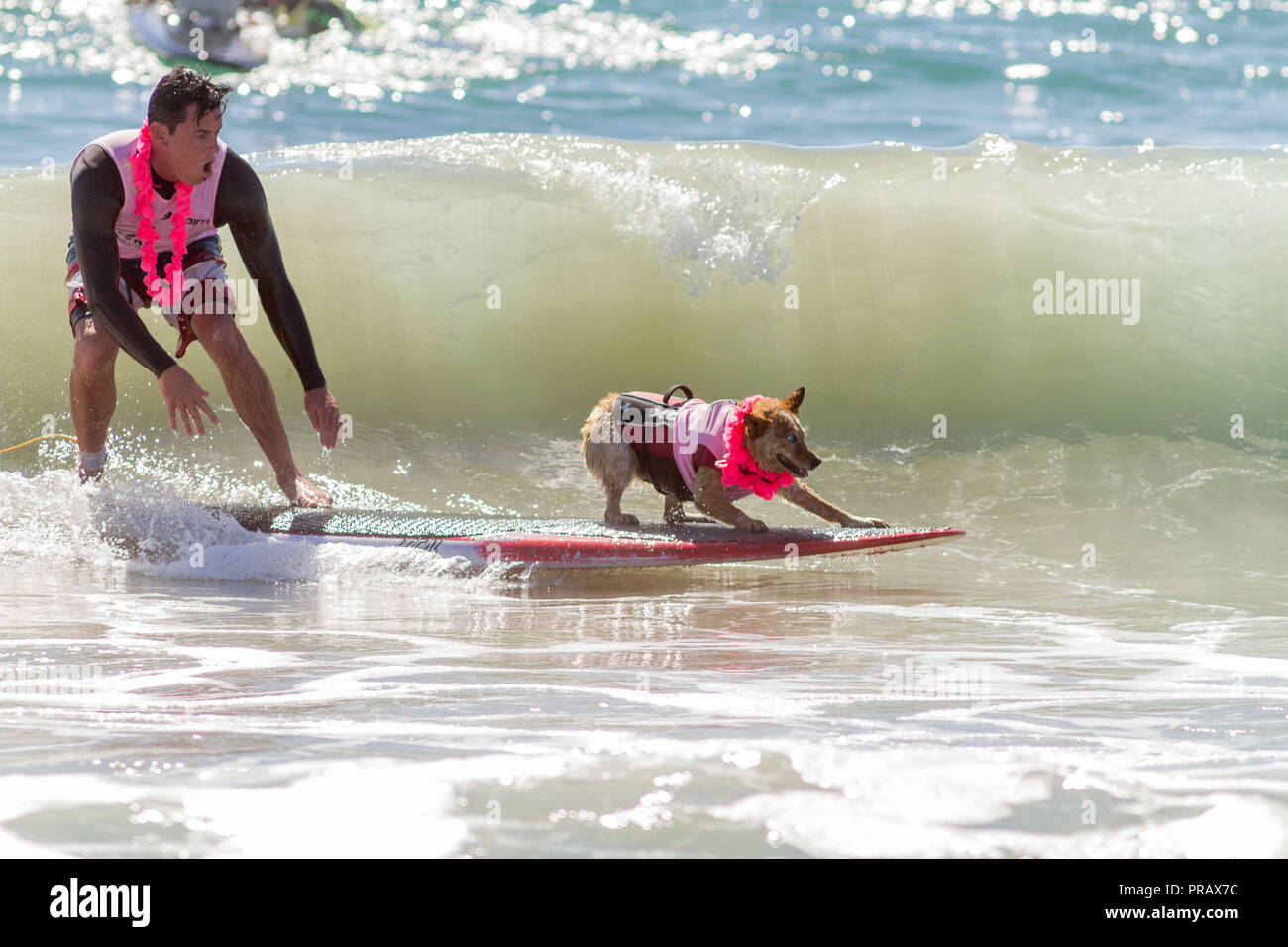 Hunnington Beach, CA, USA. 29 Sep, 2018. Surfcity Surfdog Wettbewerb. Die McKenna Subaru Surf City Surf Hunde", der weltbekannten Premier Event auf dem Hund surfen Stromkreis wird jährlich Ende September in Surf City USA statt. Die Veranstaltung bringt die Gemeinschaft, Surfer, Hundeliebhaber, Familien und Haustiere für einen Tag voller Spaß und Fundraising an einem der unberührtesten Strände Südkaliforniens - Huntington Hund Strand! Hier gesehen: Homer und Skyler die surfdog. Credit: Daren Fentiman/ZUMA Draht/Alamy leben Nachrichten Stockfoto