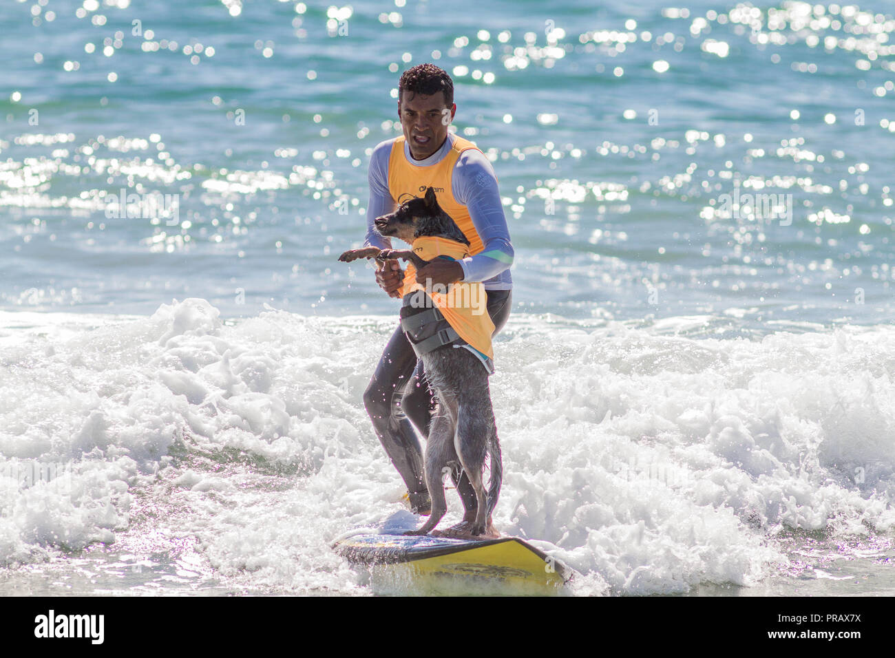 Hunnington Beach, CA, USA. 29 Sep, 2018. Surfcity Surfdog Wettbewerb. Die McKenna Subaru Surf City Surf Hunde", der weltbekannten Premier Event auf dem Hund surfen Stromkreis wird jährlich Ende September in Surf City USA statt. Die Veranstaltung bringt die Gemeinschaft, Surfer, Hundeliebhaber, Familien und Haustiere für einen Tag voller Spaß und Fundraising an einem der unberührtesten Strände Südkaliforniens - Huntington Hundestrand!. Hier gesehen: Maya die surfdog aus Brasilien. Credit: Daren Fentiman/ZUMA Draht/Alamy leben Nachrichten Stockfoto