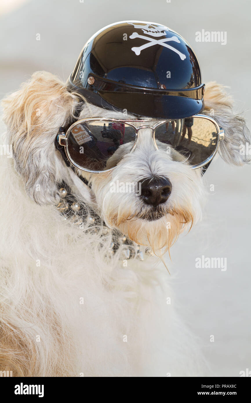 Hunnington Beach, CA, USA. 29 Sep, 2018. Surfcity Surfdog Wettbewerb. Die McKenna Subaru Surf City Surf Hunde", der weltbekannten Premier Event auf dem Hund surfen Stromkreis wird jährlich Ende September in Surf City USA statt. Die Veranstaltung bringt die Gemeinschaft, Surfer, Hundeliebhaber, Familien und Haustiere für einen Tag voller Spaß und Fundraising an einem der unberührtesten Strände Südkaliforniens - Huntington Hund Strand! . Hier gesehen: Prinz Dudeman den Strand Kreuzfahrt Kontrolle der Surf. Credit: Daren Fentiman/ZUMA Draht/Alamy leben Nachrichten Stockfoto