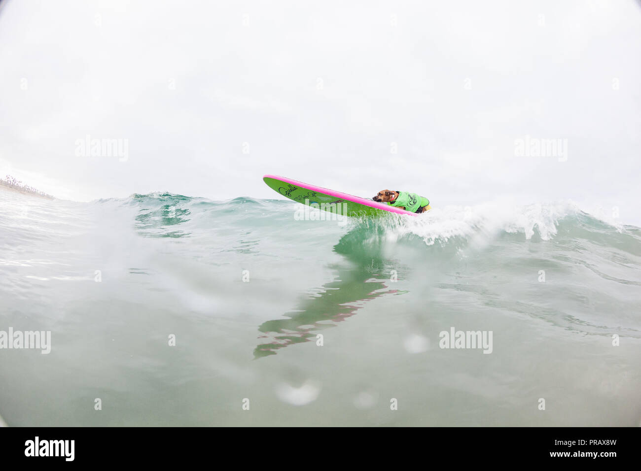 Hunnington Beach, CA, USA. 29 Sep, 2018. Surfcity Surfdog Wettbewerb. Die McKenna Subaru Surf City Surf Hunde", der weltbekannten Premier Event auf dem Hund surfen Stromkreis wird jährlich Ende September in Surf City USA statt. Die Veranstaltung bringt die Gemeinschaft, Surfer, Hundeliebhaber, Familien und Haustiere für einen Tag voller Spaß und Fundraising an einem der unberührtesten Strände Südkaliforniens - Huntington Hund Strand! Hier gesehen: Giselle die Brandung Hund. Credit: Daren Fentiman/ZUMA Draht/Alamy leben Nachrichten Stockfoto