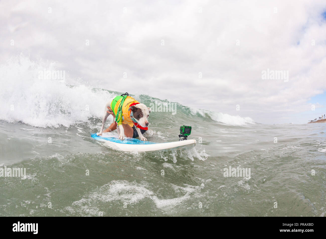 Hunnington Beach, CA, USA. 29 Sep, 2018. Surfcity Surfdog Wettbewerb. Die McKenna Subaru Surf City Surf Hunde", der weltbekannten Premier Event auf dem Hund surfen Stromkreis wird jährlich Ende September in Surf City USA statt. Die Veranstaltung bringt die Gemeinschaft, Surfer, Hundeliebhaber, Familien und Haustiere für einen Tag voller Spaß und Fundraising an einem der unberührtesten Strände Südkaliforniens - Huntington Hund Strand! . Hier zu sehen Glauben die Brandung Hund. Credit: Daren Fentiman/ZUMA Draht/Alamy leben Nachrichten Stockfoto