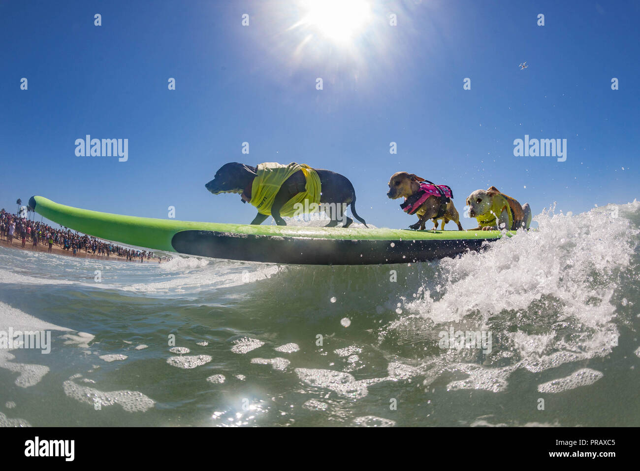 Hunnington Beach, CA, USA. 29 Sep, 2018. Surfcity Surfdog Wettbewerb. Die McKenna Subaru Surf City Surf Hunde", der weltbekannten Premier Event auf dem Hund surfen Stromkreis wird jährlich Ende September in Surf City USA statt. Die Veranstaltung bringt die Gemeinschaft, Surfer, Hundeliebhaber, Familien und Haustiere für einen Tag voller Spaß und Fundraising an einem der unberührtesten Strände Südkaliforniens - Huntington Hund Strand! Credit: Daren Fentiman/ZUMA Draht/Alamy leben Nachrichten Stockfoto