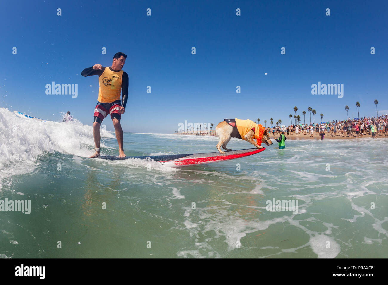 Hunnington Beach, CA, USA. 29 Sep, 2018. Surfcity Surfdog Wettbewerb. Die McKenna Subaru Surf City Surf Hunde", der weltbekannten Premier Event auf dem Hund surfen Stromkreis wird jährlich Ende September in Surf City USA statt. Die Veranstaltung bringt die Gemeinschaft, Surfer, Hundeliebhaber, Familien und Haustiere für einen Tag voller Spaß und Fundraising an einem der unberührtesten Strände Südkaliforniens - Huntington Hund Strand! Hier gesehen: Homer und Skyler die surfdog. Credit: Daren Fentiman/ZUMA Draht/Alamy leben Nachrichten Stockfoto