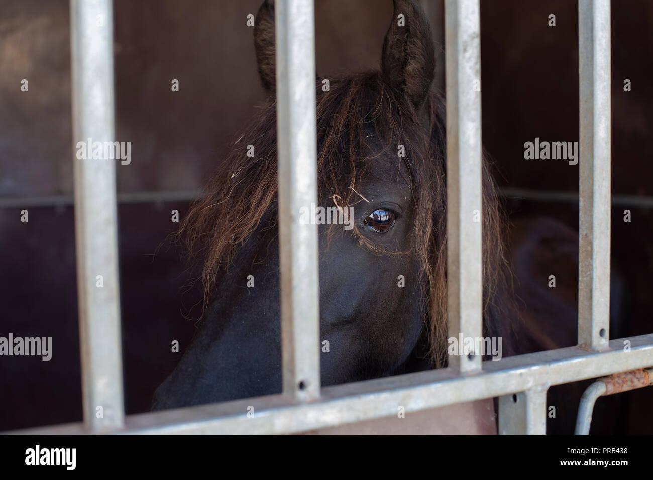 Pferd im Stall Stockfoto