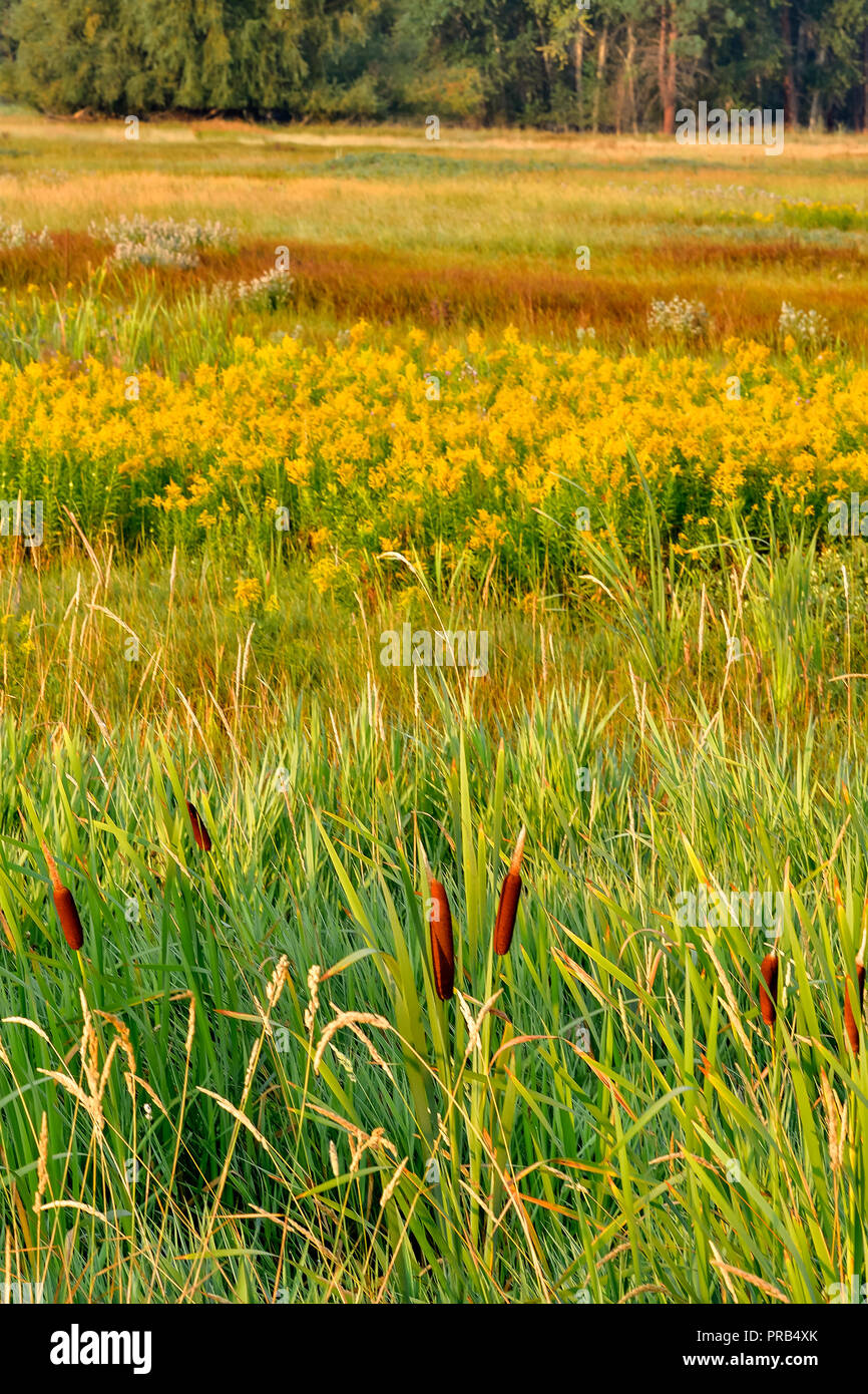 Cattails mitten in einem Feld von Kanada Goldrute im Lee Metcalf National Wildlife in der Nähe von Missoula, Montana erhalten Stockfoto