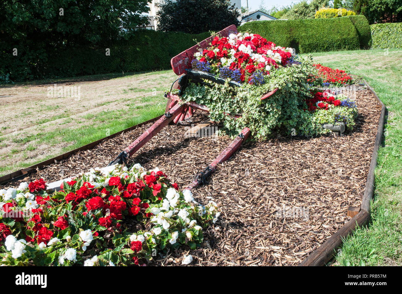 Blume am Straßenrand Anzeige von roten und weißen Begonien mit Efeu in alten farmcart. Befindet sich auf der Straße zu Stalmine Dorf in der Nähe von Blackpool Lancashire England UK. Stockfoto