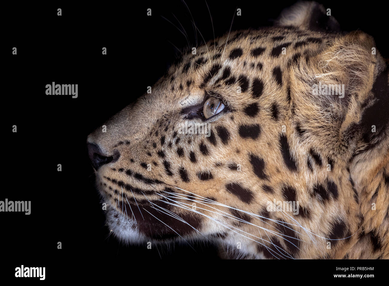 Männliche Amur-Leopard (Profil) Stockfoto