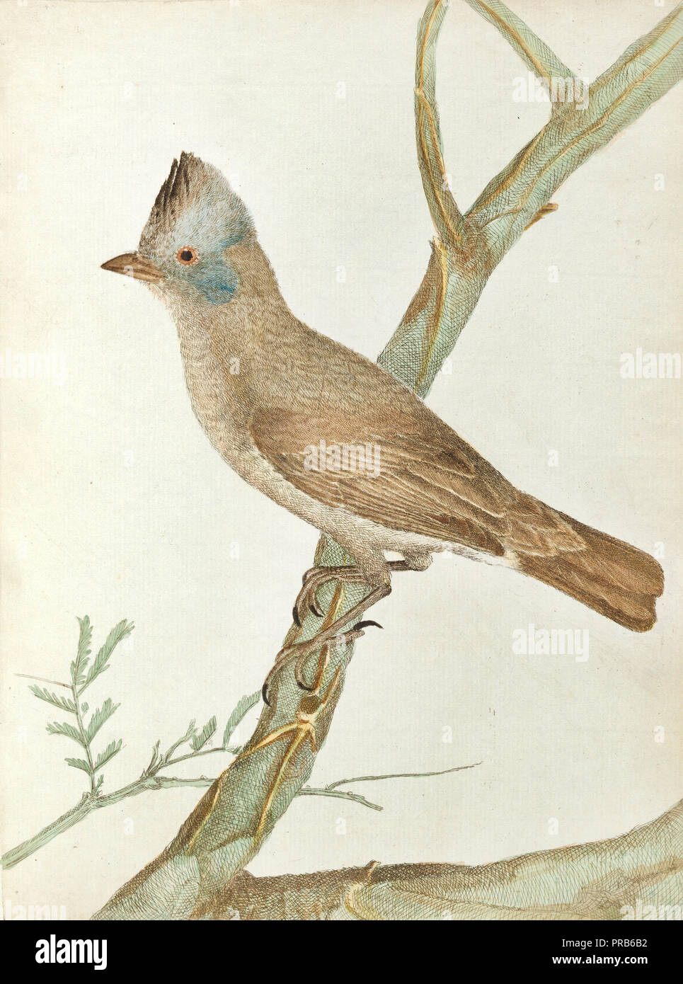 John Lewin, Crested Thrush ca. 1803-1805. Drucken, National Gallery von Australien, Canberra, Australien. Stockfoto