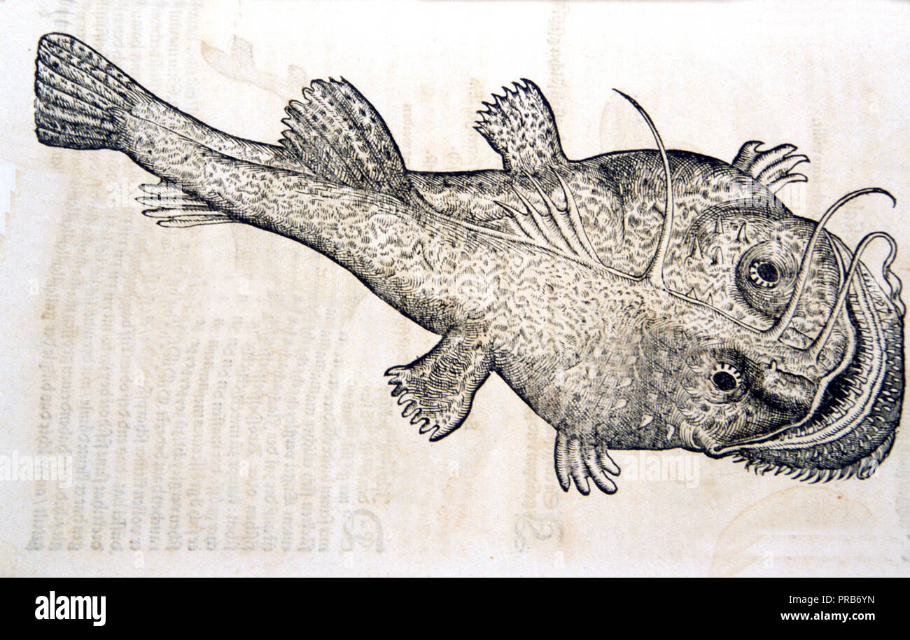 Von der anderen Gestalt der fischen kann. 1563 - 16. Jahrhundert fisch Bild/Zeichnung Stockfoto