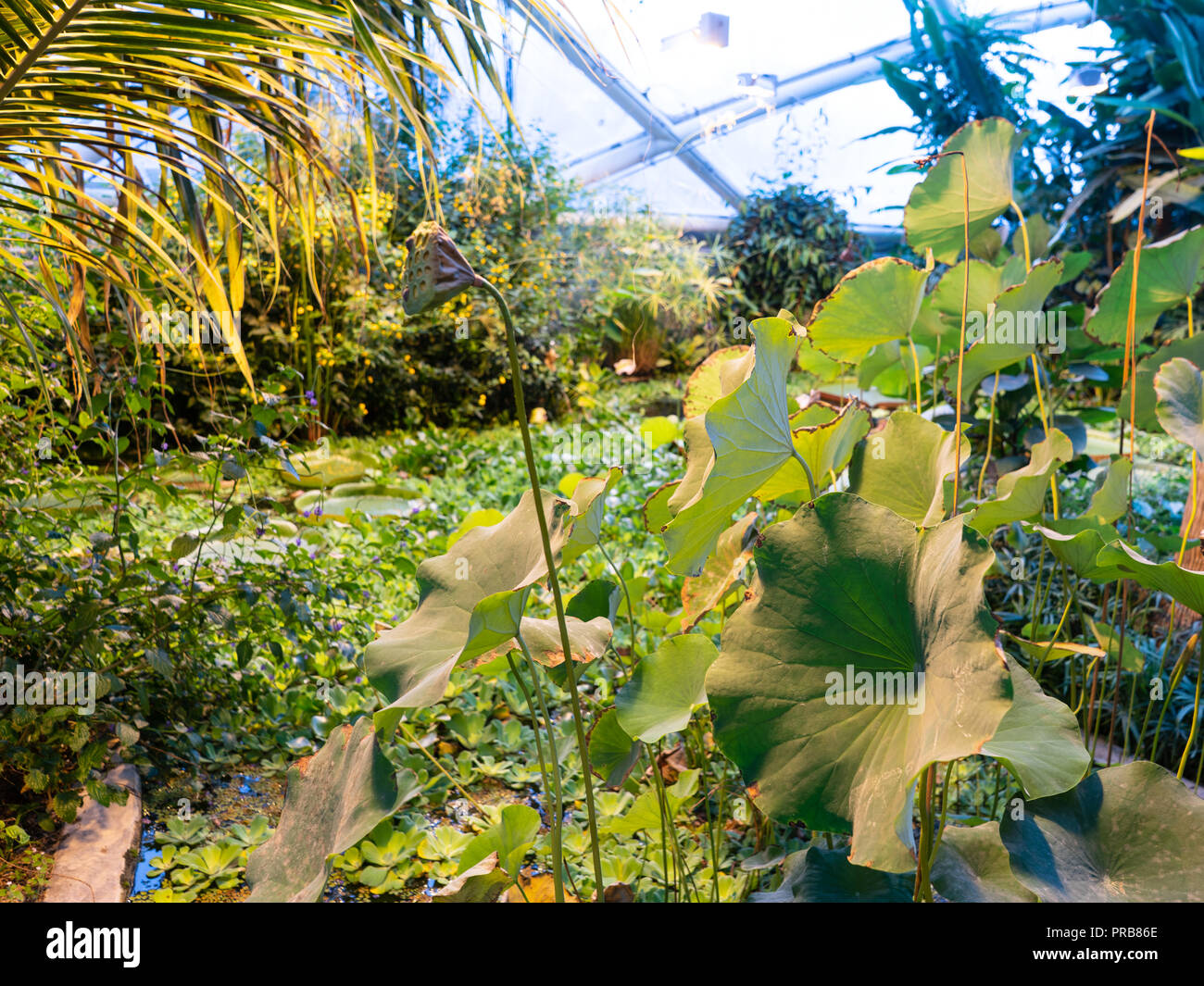 Tropenhauses der Gewächshäuser im Botanischen Garten der Universität Aarhus, Dänemark. Nachhaltiges Design, neue Materialien und Advanced Computer Stockfoto