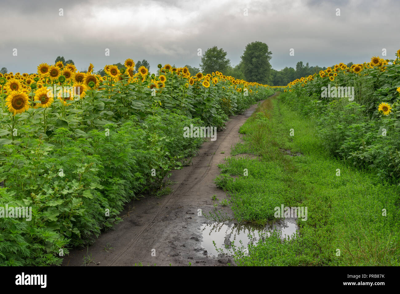 Landschaft mit schmutzigen Straße zwischen blühenden Sonnenblumen Felder an verregneten Sommertag in der Ukraine Stockfoto