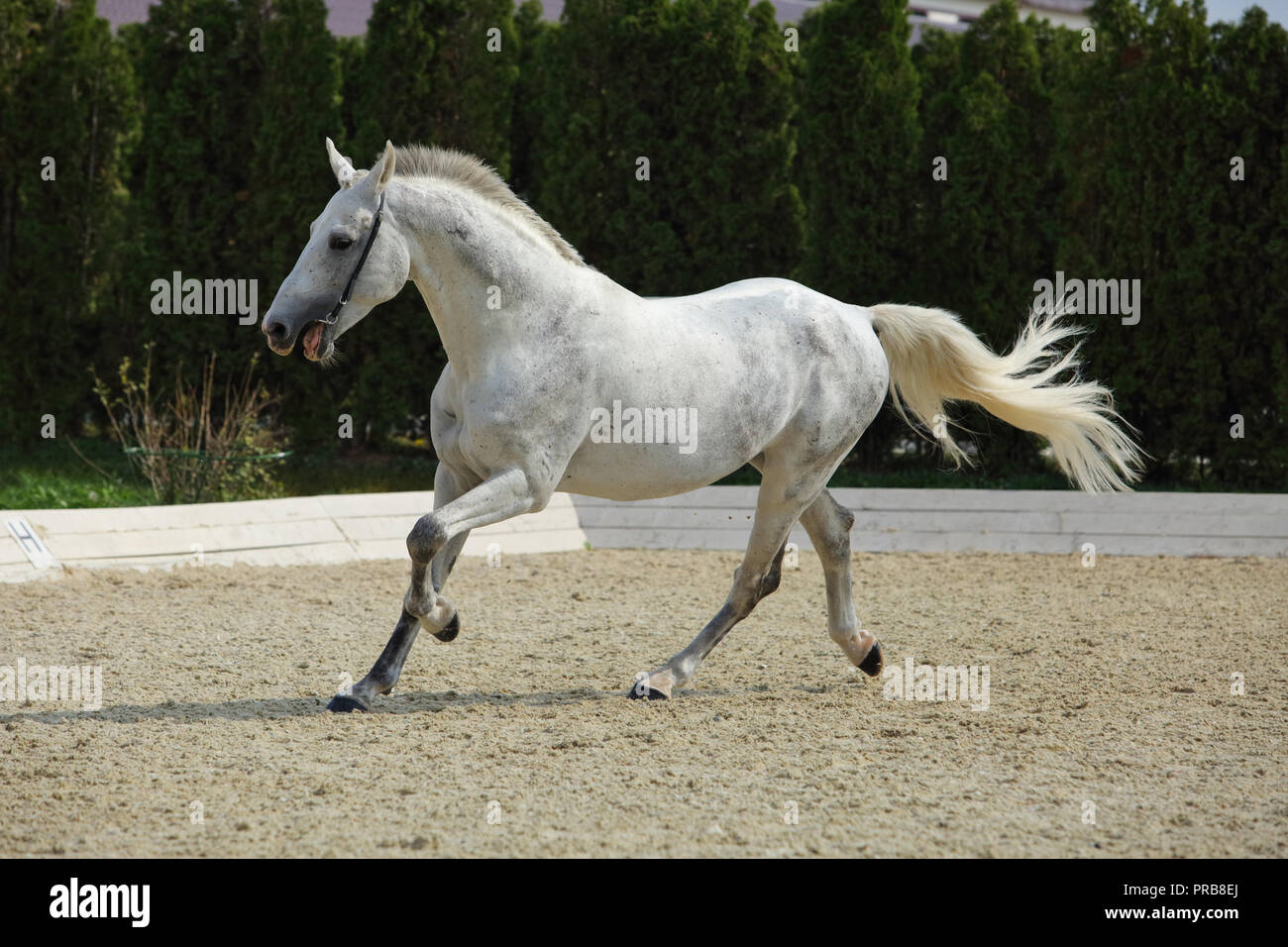 In der Nähe des Andalusischen Pferdes stabil bei den Rest galoppieren. Stockfoto