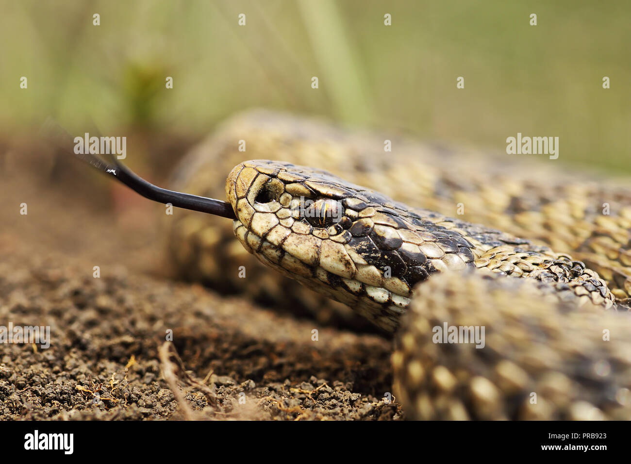 In der Nähe von Meadow Viper (Vipera ursinii rakosiensis) Stockfoto