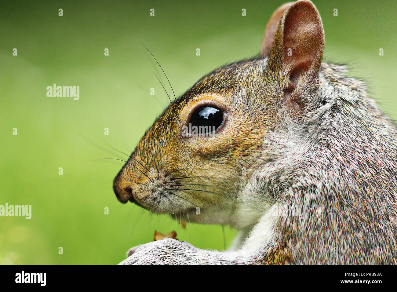 Nahaufnahme der graue Eichhörnchen über grüne unscharf Hintergrund (Sciurus carolinensis) Stockfoto