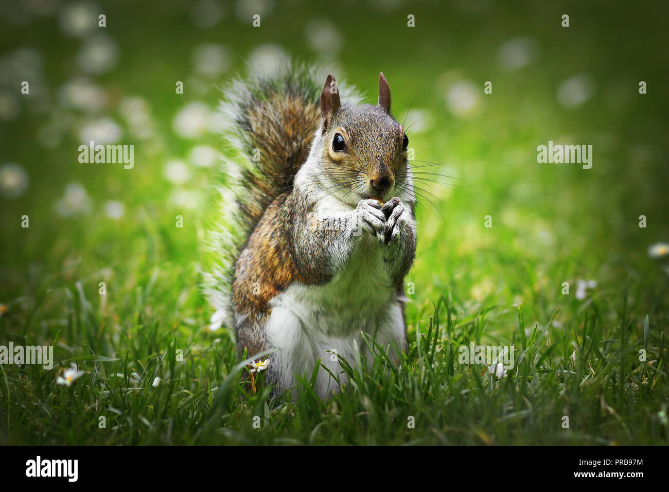 Niedliche graue Eichhörnchen essen Mutter auf Rasen (Sciurus carolinensis) Stockfoto