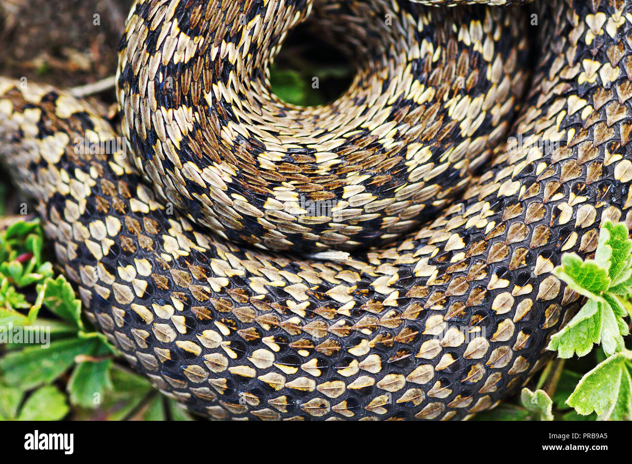 Detail der Meadow Viper (Vipera ursinii rakosiensis) Stockfoto