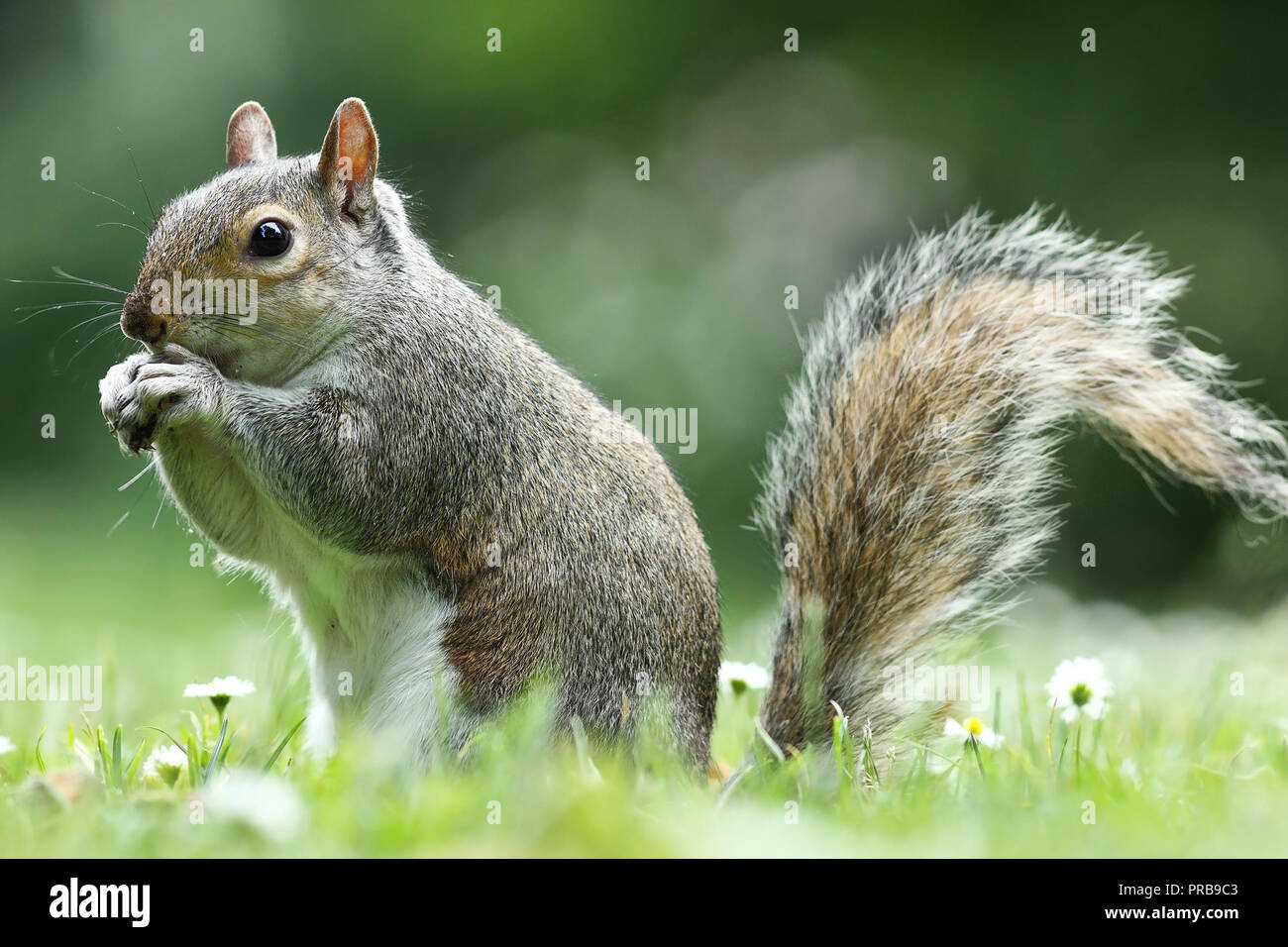 Graue Eichhörnchen essen Mutter im Park (Sciurus carolinensis) Stockfoto