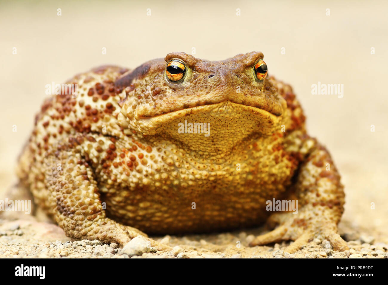 Große Bufo bufo stehend auf dem Boden (Gemeinsamen Europäischen braun Kröte, weiblich) Stockfoto