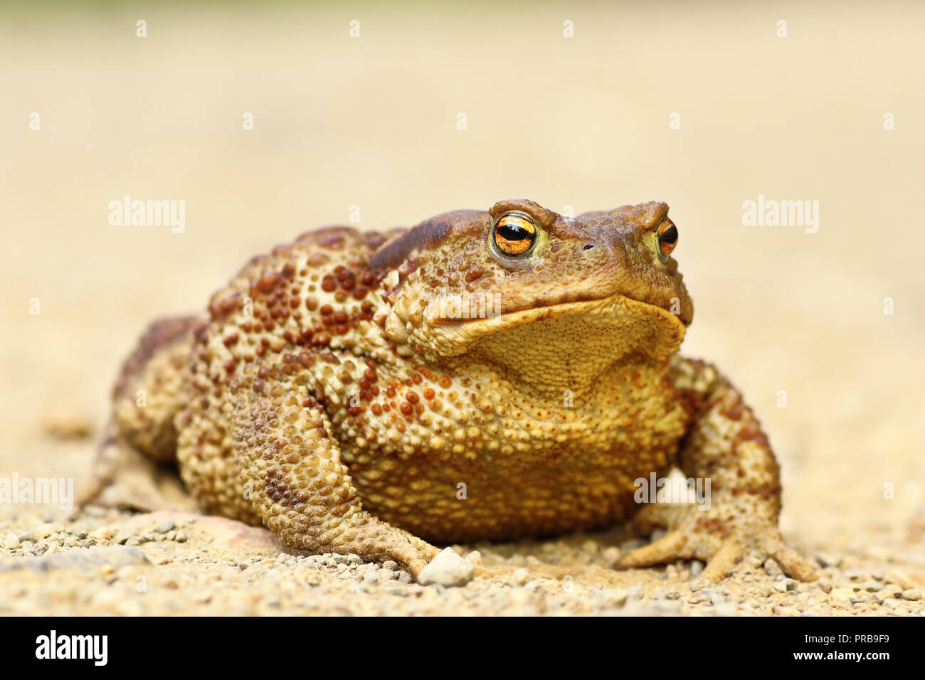 Große weibliche Bufo bufo, gemeinsame braun Kröte Stockfoto