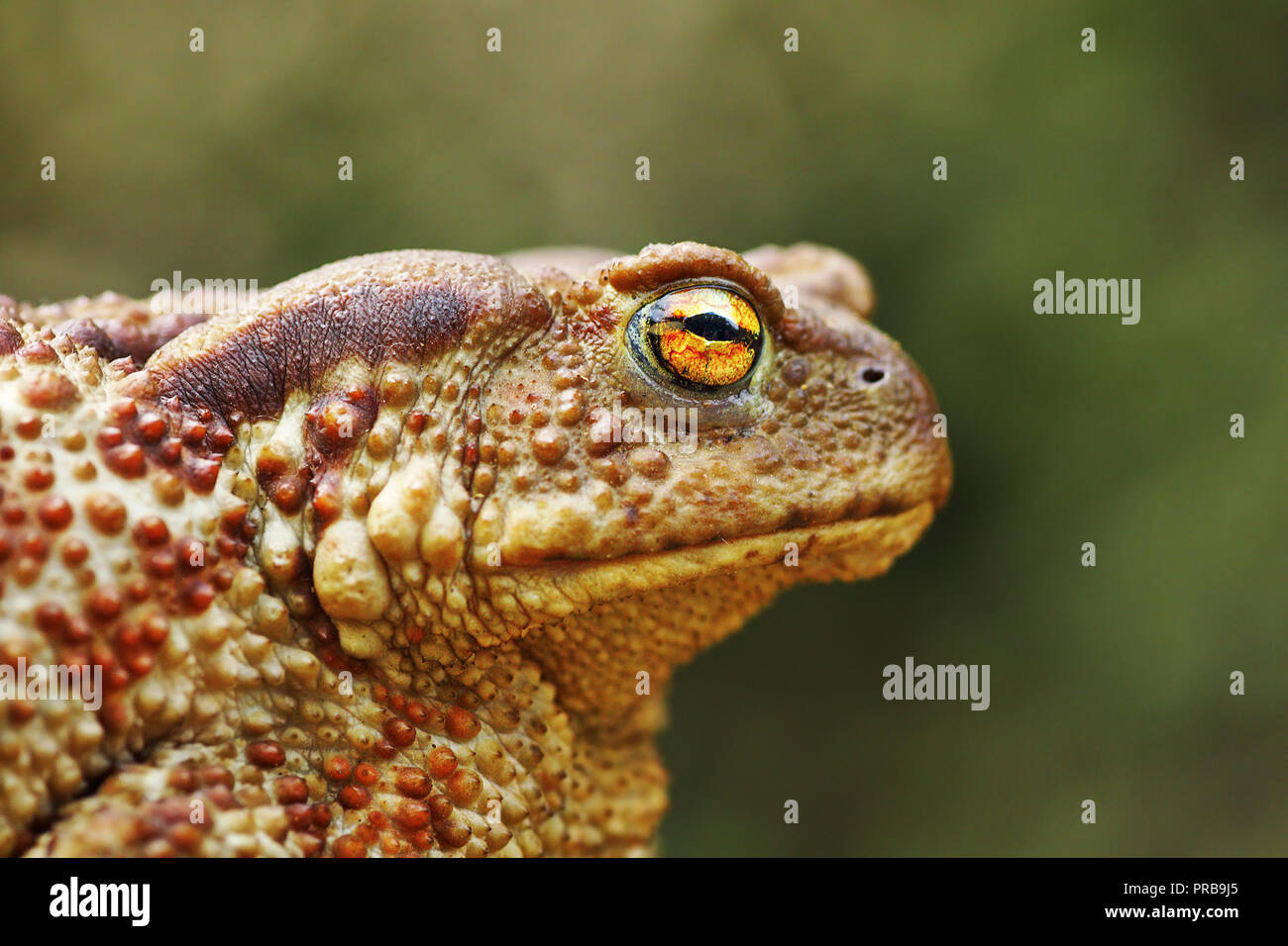 Porträt des großen gemeinsamen braun Kröte, weiblich (Bufo bufo) Stockfoto