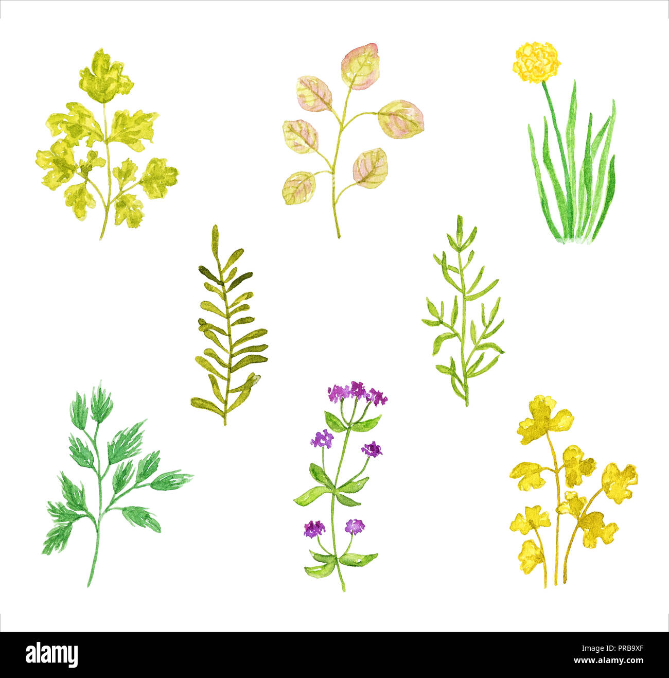 Festlegen verschiedener Kräuter und Pflanzen, Aquarell Hand gezeichnet und gemalt, isoliert auf weißem Hintergrund. Teil 1 Stockfoto