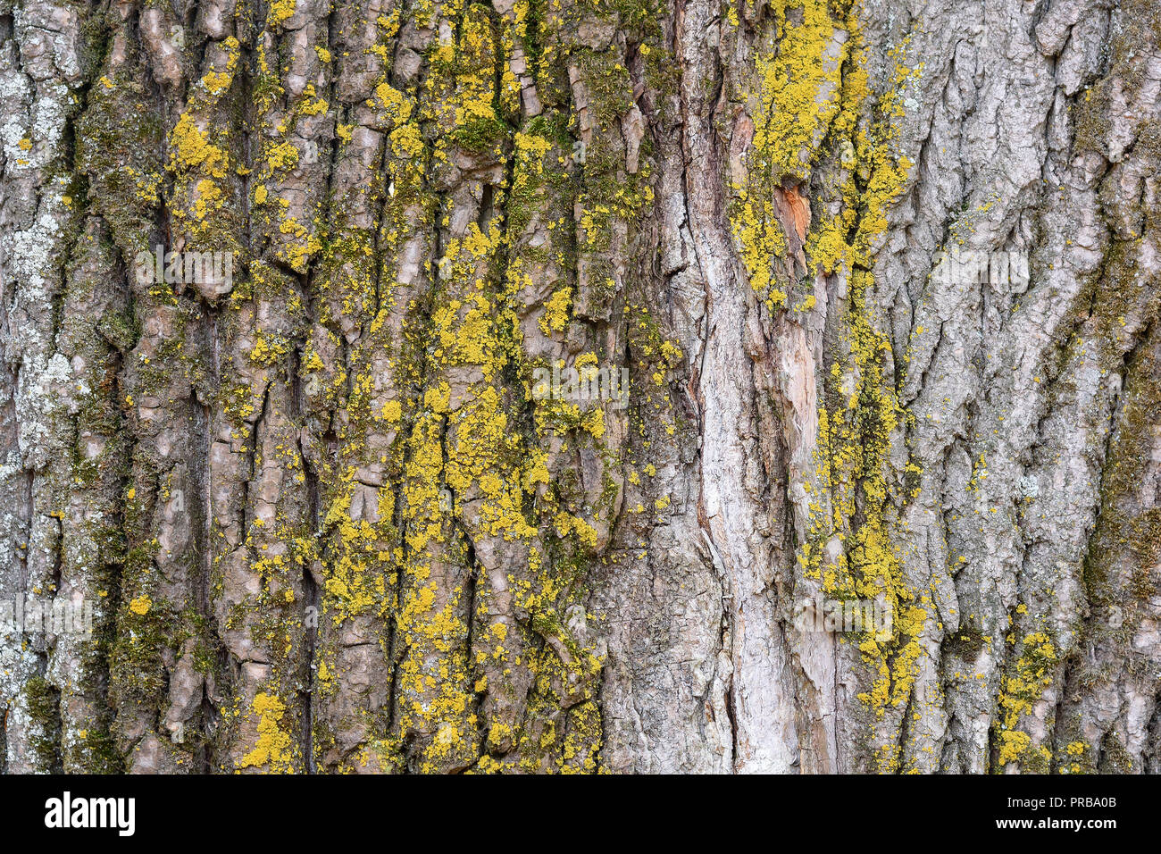 Pappel Baum Rinde bedeckt von Flechten als natürlichen Hintergrund Stockfoto