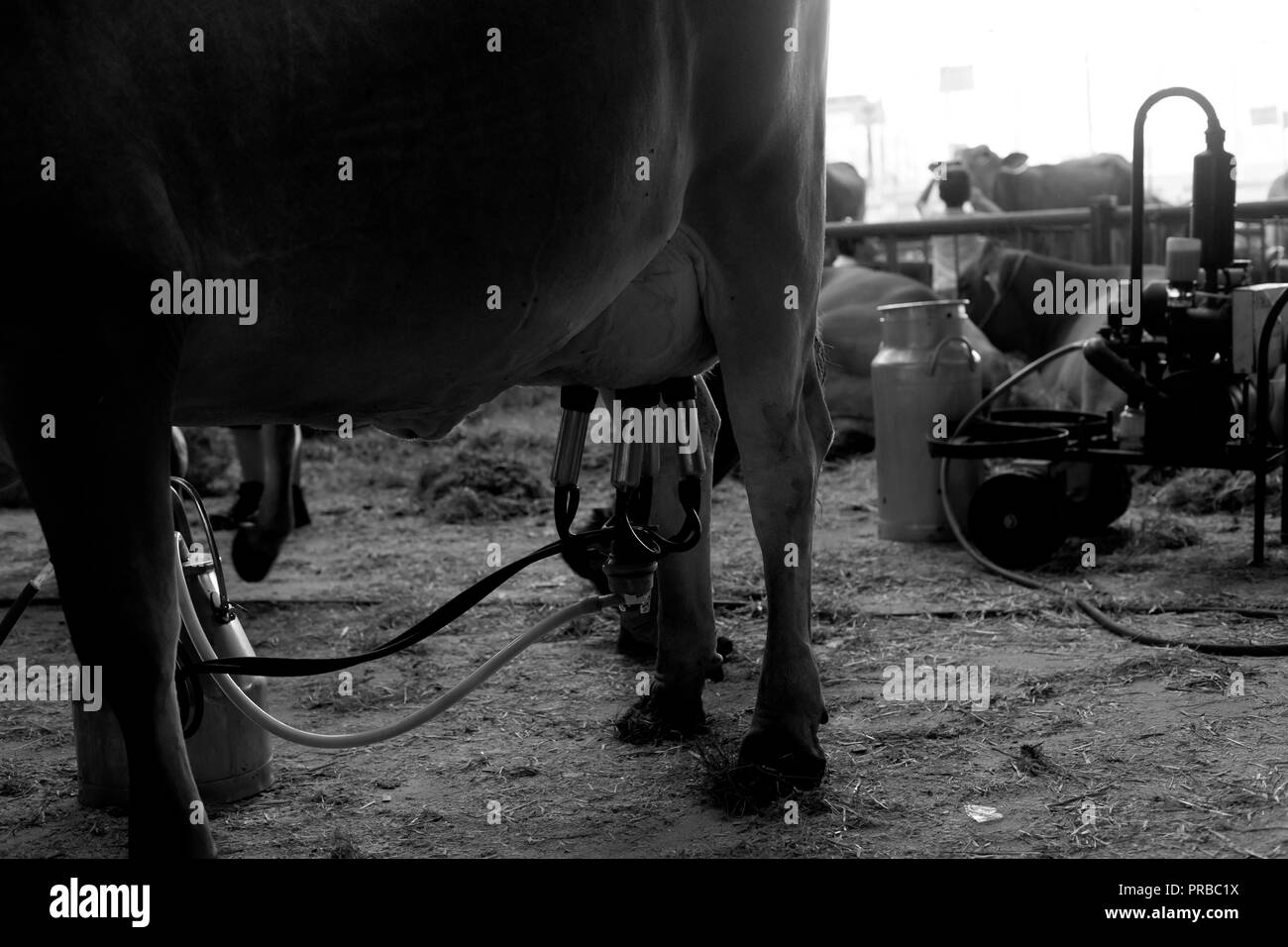 Kuh melken, Anlage und mechanisierten Melktechnik Stockfoto