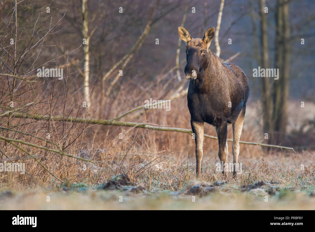 Elk/Elch (Alces alces) Stockfoto