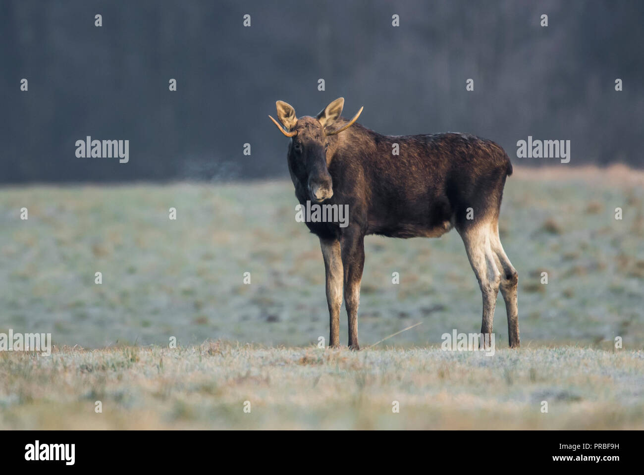 Elk/Elch (Alces alces) Stockfoto