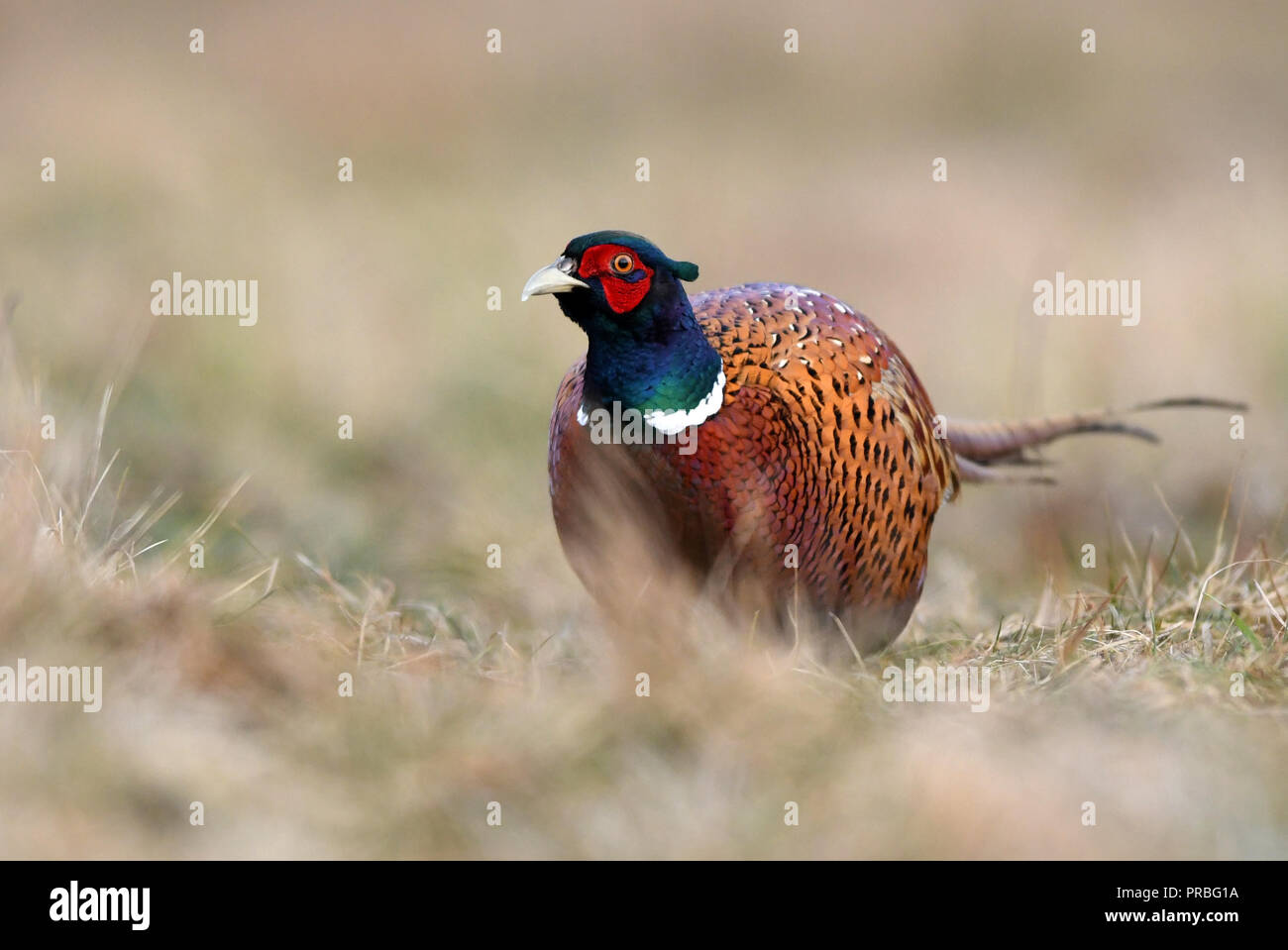 Ringneck Fasan (Phasianus colchicus) Stockfoto