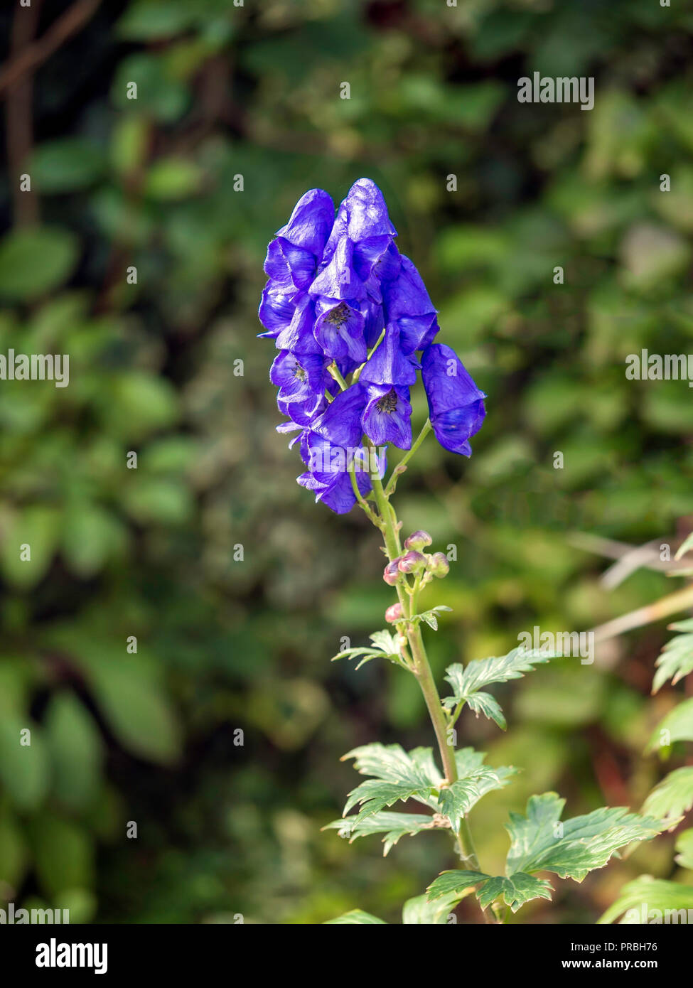 Aconitum oder Mönche Haube einer sehr giftigen Pflanze mit blauen glockenförmigen Blüten wachsen in einem Urban Garden in North Yorkshire England Großbritannien Stockfoto