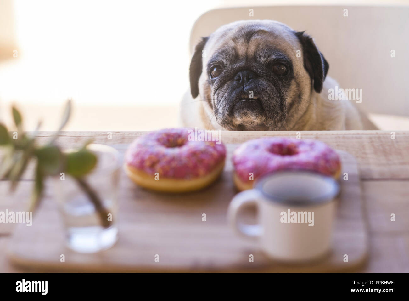 Traurig, lustig Ausdruck mops Hund auf dem Tisch mit süßen schöne farbige Frühstück vor mit zwei Zucker Donuts und Kaffee. Aufwachen am Morgen Stockfoto