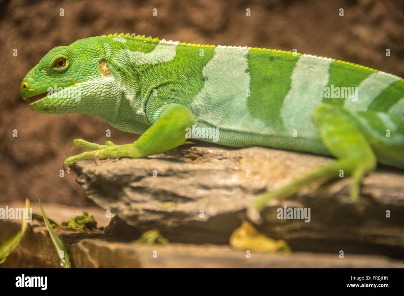 Fidschi Kurzkammleguan (Brachylophus fasciatus) am Zoo Atlanta in der Nähe der Innenstadt von Atlanta, Georgia. (USA) Stockfoto
