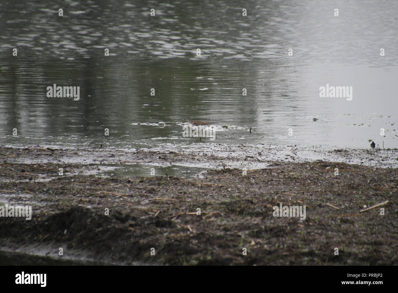 Mindestens sandpiper Wandern entlang der Kante einer Strand am See an einem regnerischen Tag. Stockfoto