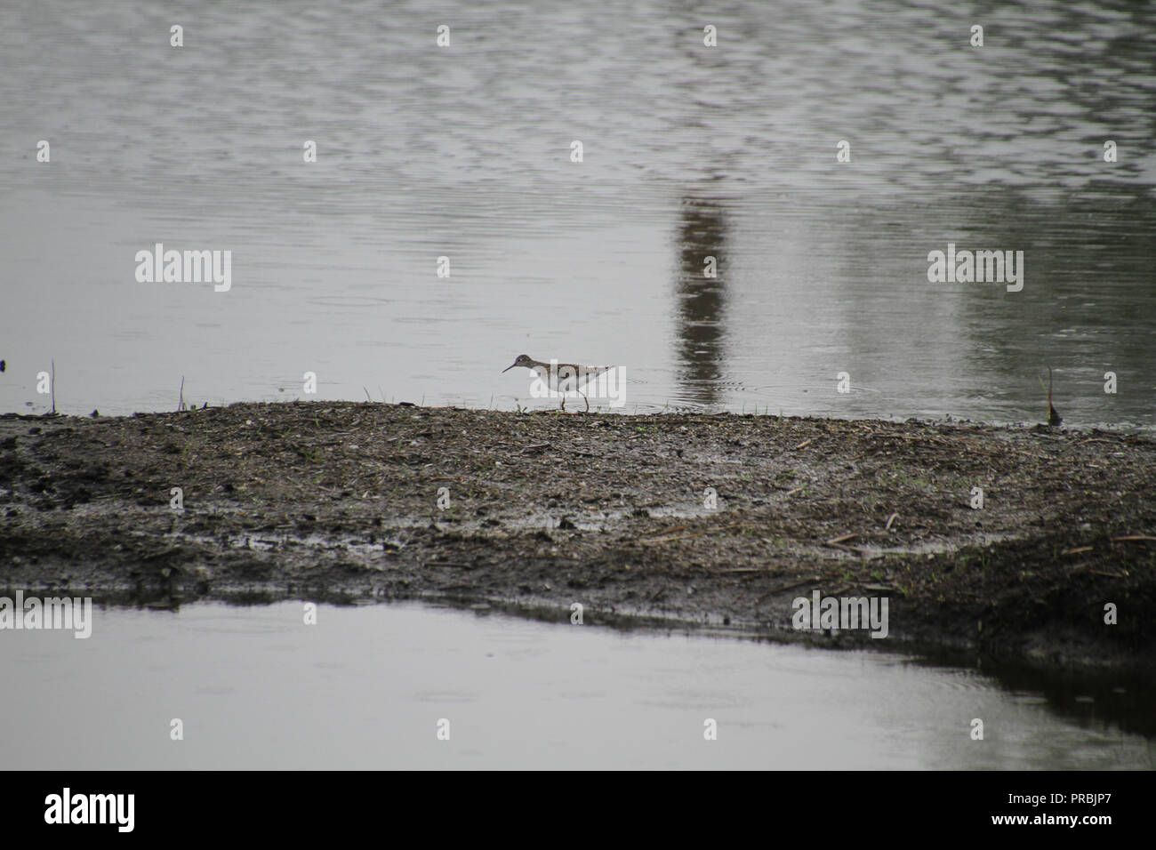 Mindestens sandpiper Wandern entlang der Kante einer Strand am See an einem regnerischen Tag. Stockfoto