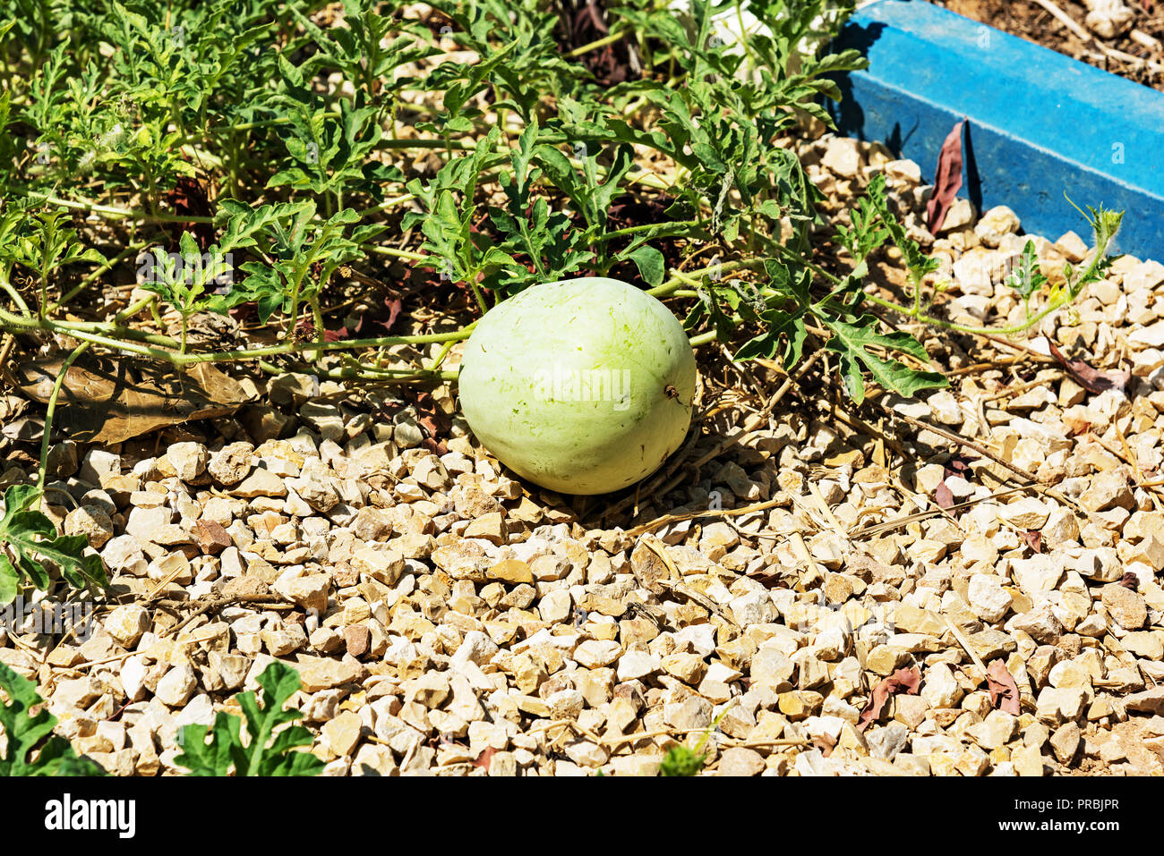 Kleinen Steingarten wächst ein paar kleine Melonen auf Schulgelände in Riad, Saudi-Arabien. Stockfoto