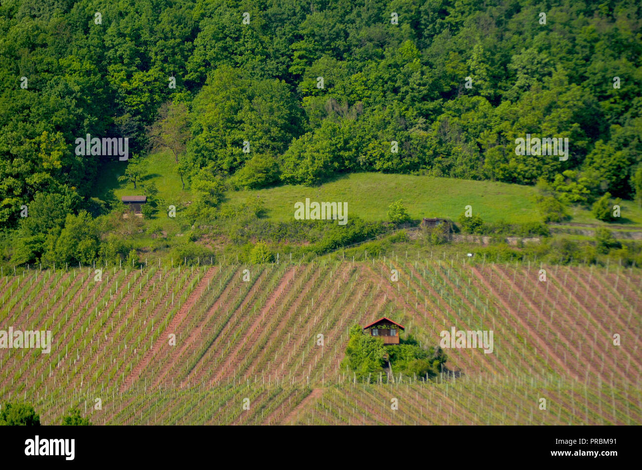 Ein kleines Bauernhaus und einige Bäume sind in der Mitte von einem Weinberg. Die Reben werden iin diagonale Muster. Hinter ist ein Wald bewachsenen Hügel. Stockfoto